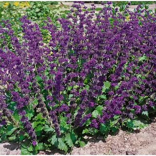 Salvia verticillata 'Purple Rain', violett, ca. 9x9 cm Topf - Violett