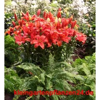 1 getopfte Pflanze rot blühend in Gärtnerqualität, roter Garten