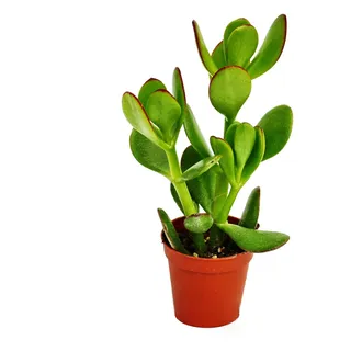 Crassula portulacea – Strom-Geldbaum – Topfgröße 5,5 cm - Grün
