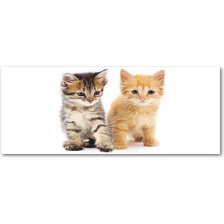 Tulup® Küchenrückwand Spritzschutz aus Glas -125x50 -Spritzschutz auf gehärtetes Glas Deko Tiere Graue und rote Katze