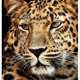 Pracht Creatives Hobby GmbH Diamond Painting Jaguar Kopf 40x30 cm