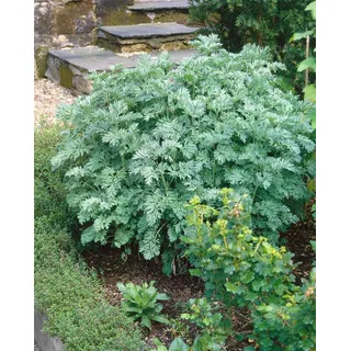 Artemisia absinthium, Wermut, silbrig-grün, ca. 9x9 cm Topf