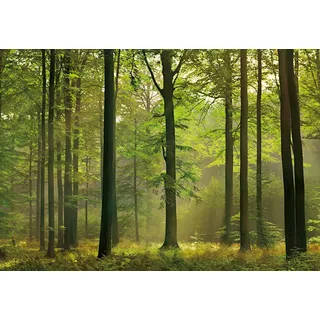 A.S. Création Fototapete Wald im Herbst - Papiertapete Wald Baum Natur in grün - 366 x 254 cm XXL Wandtapete Wandbild