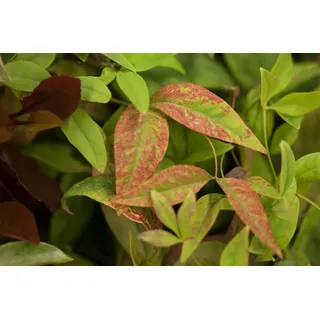 Nandina domestica 'Firepower', Himmelsbambus, rot, 30–40 cm