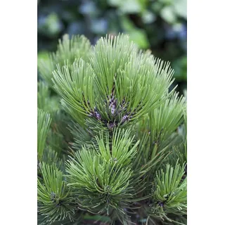 Pinus heldreichii 'Den Ouden', Bosnische Kiefer, 20–25 cm
