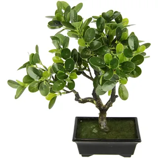 I.GE.A. »Ginseng-Bonsai« in Bonsaischale aus Kunststoff, grün,