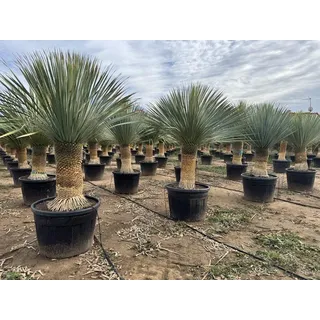 Sunny Tree - Yucca Rostrata - Palme - Stammhöhe 50/60 cm - 160 cm - Winterhart- Palmlilie