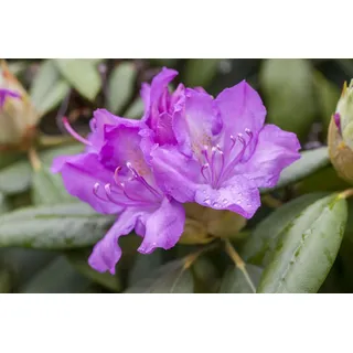 Rhododendron Hybr. 'Catawbiense Boursault', lila Blüten, 80–90 cm