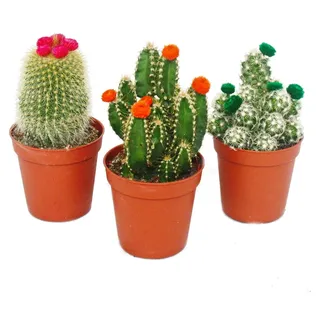 Kaktus-Set – 3 verschiedene Pflanzen in einem 5,5-cm-Topf mit bunten Strohblumen - Grün