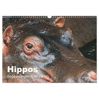 Hippos - Begegnungen in Afrika (Wandkalender 2026 DIN A3 quer), CALVENDO Monatskalender: Wundervolle Hippo-Bilder aus Afrika (CALVENDO Tiere)