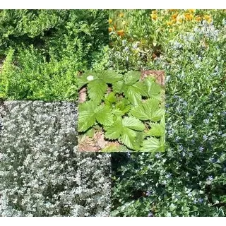 120 Bodendecker, 6 Sorten je 20 Pflanzen