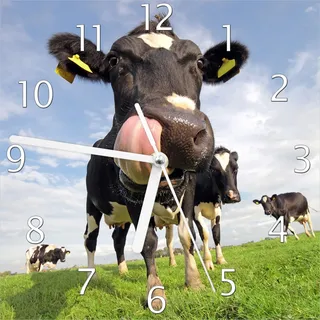 Wallario Design Wanduhr Lustige Kuh auf der Weide mit herausgestreckter Zunge aus Echtglas, Größe 20 x 20 cm - Blau