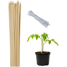 Relaxdays Pflanzstäbe Bambus, 50er Set, 30 cm lang, Rankhilfe für Pflanzen, Ø 5mm, Bambusstäbe mit Bindedraht, Natur