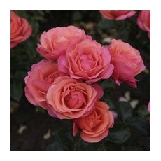 KORDES ROSEN Beetrose, Rosa »‘Coral‘ Lions Rose®«, Blüte: apricot, gut gefüllt - orange