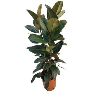 Gummibaum Ficus Elastica Robusta 3 Pflanzen im Topf ca 100 cm Zimmerpflanze
