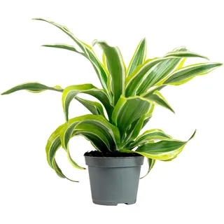Drachenbaum Lemon Surprise - pflegeleichte Zimmerpflanze, Dracaena Deremensis Fragrans Lemon Surprise - Höhe ca. 10 cm, Topf-Ø 6 cm