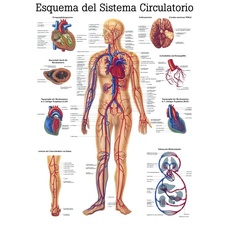 Ruediger Anatomie ES06 Esquema del Sistema Circulatorio Tafel, spanisch, 70 cm x 100 cm, Papier