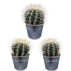 Cactus, Echinocactus Grusonii, 10.5CMØ, 15CM Hoog, Zinken Potten, (3 Stuks)
