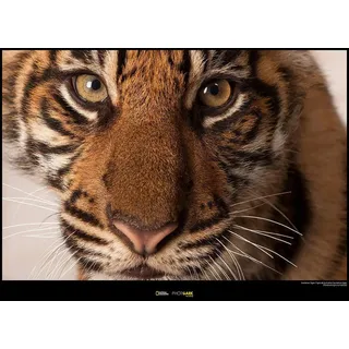 Komar National Geographic Wandbild | Sumatran Tiger Portrait | Größe: 70 x 50 cm | ohne Rahmen | Poster, Fotographie, Tier, bedrohte Tierart, Tierbild, Kundstdruck, Porträt | WB-NG-004-70x50