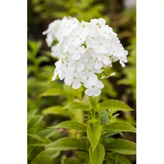 Phlox paniculata 'Fujiyama', Flammenblume, weiß, ca. 11x11 cm Topf