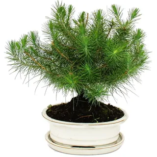 Bonsai - Pinus halepensis - Aleppo-Kiefer - ca. 9 Jahre alt