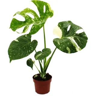 Monstera "Thai-Constellation" gemustertes Fensterblatt exklusive Zimmerpflanze Rarität 12cm Topf