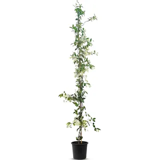 Sunny Tree - Toskanischer Jasmin - Kletterpflanze - Außenpflanze - Widerstandsfähig bis -18 - Trachelospermum Jasminoides - 160 cm