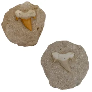 Kaltner Präsente Geschenkidee - Versteinerte Urzeit Fossilien: unbehandelte naturbelassene Haifischzähne Hai Zahn Zähne Haizahn Haifischzahn auf Muttergestein (Set 2 Stück)