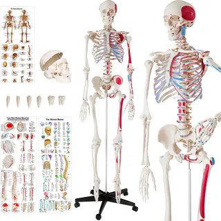tectake® Skelett lebensgroß und detailgetreu inklusive Anatomieposter
