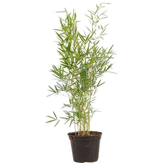 Gartenbambus Campbell Set à 80 Stück Höhe ca. 60 - 80 cm Fargesia robusta