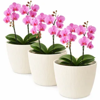 TULMERO Blumentopf matt, Pflanzkübel aus Übertopf Kunststoff Dekorativer Topf für, groß Pflanzen 3X blumenkübel Set, blumenkübel kräutertopf, (3 Pack) Creme, ø 16 cm