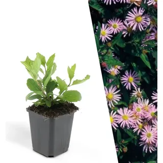 Plants by Frank | 24 Aster Pflanzen | Aster ageratoides 'Asran' | Bodendecker Winterhart | Stauden Winterhart | Gartenpflanzen Winterhart