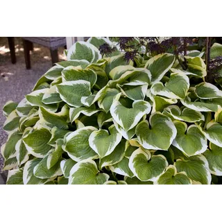 Hosta sieboldiana 'Wide Brim', Funkie, grün-gelb, 3-5 Liter Container