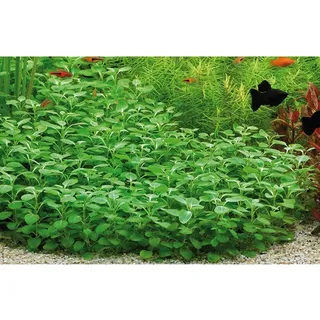 Dennerle Plants Aquariumpflanze Lobelia Cardinalis Mini