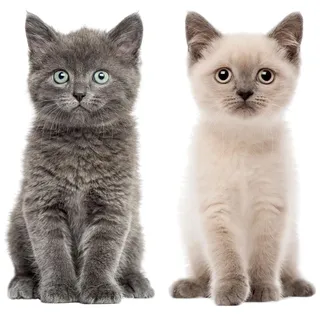 Katzen-Baby Aufkleber Set I 2 niedliche Sticker für Tier-Freunde I Grau & BraunI lebensecht groß I Dekorations-Idee I permanenthaftend I selbstklebend I Wandtattoo I dv1031