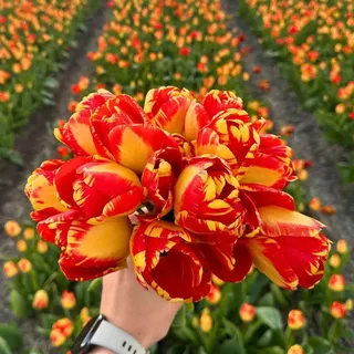 Flowerbulbs Amsterdam - 15 Banja-Luka-Tulpenzwiebeln (Größe 12+)