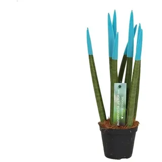 Sansevieria Cylindrica Straight -Spaghetti VELVET TOUCHZ®- 30 cm Bogenhanf Zimmerpflanze (Aqua)