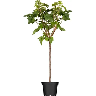 GROW by OBI Bio Johannisbeere Schwarz Höhe ca. 60 - 80 cm Ribes nigrum