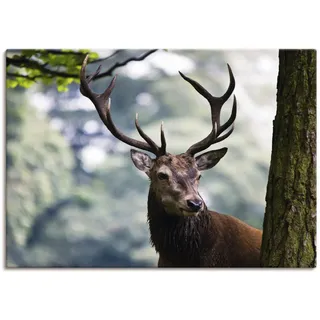 Artland Wandbild »Hirsch«, Wildtiere, (1 St.), als Alubild, Outdoorbild, Leinwandbild, Poster in verschied. Größen Artland naturfarben