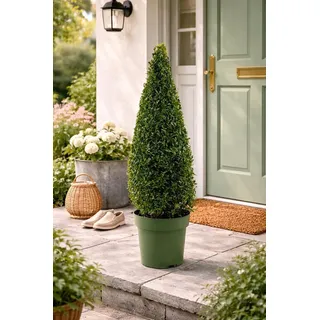 Buchsbaum Kegel/Pyramide 80–90 cm im Topf – Immergrün, winterhart, formschön – Für Garten, Terrasse & Balkon