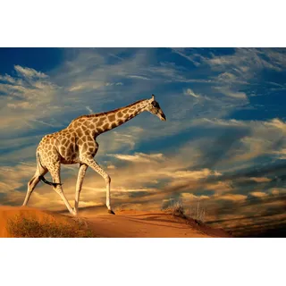 Papermoon "GIRAFFE-TIERE AFRIKA SAVANNE STEPPE DÜNE HIMMEL WOLKEN", bunt,