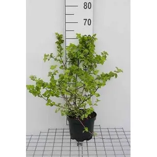 Physocarpus opulif. 'Tilden Park' - Fasanenspiere 40- 60 cm - Container