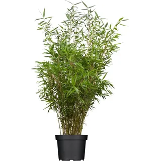 Schirmbambus Set à 60 Stück Höhe ca. 80 - 100 cm Fargesia rufa