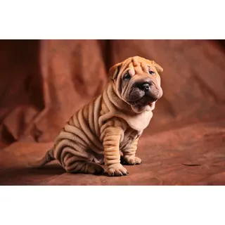 Papermoon Fototapete »BULLDOG-TIERE HUND BULLDOGE HUNDE BLUMEN NATUR WANDDEKO«, bunt