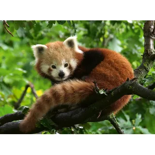 Ravensburger Süßer roter Panda