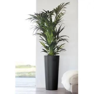 ecopot Ecopots Pflanztopf Amsterdam hoch Dunkelgrau 70 cm