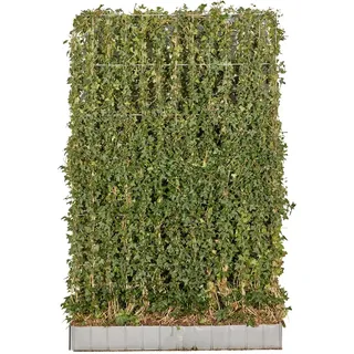 Großblättriger Irischer Efeu Element Set à 10 Stück Größe 120 x 180 cm