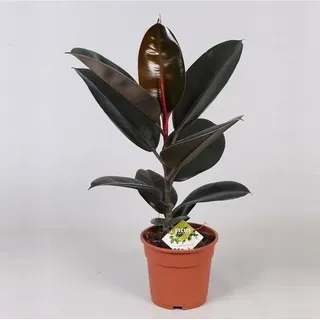 Gummibaum Ficus elastica Abidjan 30-40 cm – Zimmerpflanze, pflegeleicht, immergrün, ideal für Zuhause oder Büro