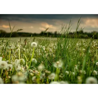 Rasch Tapete 363357 - Fototapete auf Vlies mit einer Wiese mit Pusteblumen in Weiß und Grün aus der Kollektion Magicwalls - 2,65 m x 3,71 m (LxB)