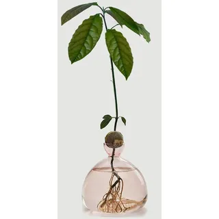 Avocado Glas Keimglas Vase, Avocado vase Rosa,glasvase Fuer avocadokern ohne Zahnstocher, Hydroponic Glasvase Fuer Blumen Deko Wohnzimmer Couchtisch-Ideal für Pflanzenliebhaber und Kinder